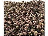 Red Mangel Mammoth Beet Seeds Microgreen Sprouting Garden, or Fodder Giant 311C (3000 Seeds, or 2 oz) Photo, best price $11.69 new 2024