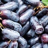 200 Stück schwarze Traubenkerne zum Anpflanzen, gentechnikfreie Traubenbaumsamen für die Gartensaat im Freien Foto, bester Preis 15,50 € neu 2024