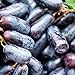 Foto 200 Stück schwarze Traubenkerne zum Anpflanzen, gentechnikfreie Traubenbaumsamen für die Gartensaat im Freien