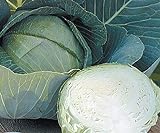Stone Head Hybrid Cabbage Seeds Photo, best price $1.99 new 2024