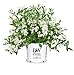 Photo Proven Winners - Deutzia Yuki Snowflake (Yuki Snowflake Deutzia) Shrub, white flowers, #3 - Size Container