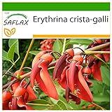 SAFLAX - Árbol del coral - 6 semillas - Con sustrato estéril para cultivo - Erythrina crista galli Foto, mejor precio 4,45 € nuevo 2024