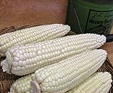 Corn, STOWELL'S Evergreen White Corn, Heirloom,20 Seeds, Delicious White Sweet Corn Photo, best price $1.99 new 2024