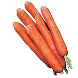 Burpee Nantes Half Long Carrot Seeds 3000 seeds Photo, best price $8.49 new 2024