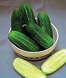 Cucumber, National Pickling Cucumber Seed, Heirloom,25 Seeds, Great for Pickling Photo, best price $1.99 ($0.08 / Count) new 2024