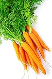 Semillas de zanahoria temprana - Daucus carota Foto, mejor precio 3,99 € nuevo 2024