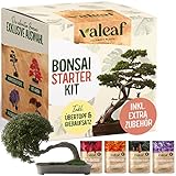 valeaf Bonsai Starter Kit - SUMMER SALE - Züchten Sie Ihren eigenen Bonsai Baum - Anzuchtset inkl. 4 Sorten Bonsai Samen & Zubehör - für Anfänger - das ideale Geschenk zum Baum pflanzen Foto, bester Preis 14,99 € neu 2024