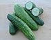 Photo Cucumber Seeds- Straight Eight Heirloom- 100+ Seeds