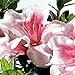 Photo Encore Azalea Autumn Chiffon (1 Gallon) Pink Flowering Shrub - Full Sun Live Outdoor Plant