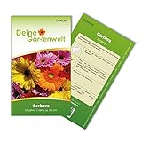 Gerbera Single Mix Samen - Gerbera - Gerberasamen - Blumensamen - Saatgut für 8 Pflanzen Foto, bester Preis 1,99 € (0,25 € / stück) neu 2024