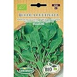 Germisem Orgánica Rucola Cultivata Semillas de Rúcula 6 g Foto, mejor precio 3,99 € nuevo 2024