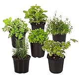 Live Aromatic and Edible Herb Assortment (Lavender, Rosemary, Lemon Balm, Mint, Sage, Other Assorted Herbs), 6 Plants Per Pack Photo, best price $28.11 ($4.68 / Count) new 2024