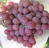 50 Stück Traubenkerne chinesische billig Obst Traubenkernen sehr süß leicht Fruchtsamen für zu Hause Garten Pflanzen wachsen Foto, bester Preis 14,99 € neu 2024