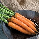 David's Garden Seeds Carrot Yaya 9921 (Orange) 200 Non-GMO, Hybrid Seeds Photo, best price $3.95 new 2024