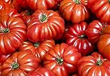 30+ Costoluto Genovese Pomodoro Tomato Seeds, Heirloom Non-GMO, Low Acid, Indeterminate, Open-Pollinated, Productive, from USA Photo, best price $2.65 new 2024