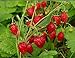 Photo NIKA SEEDS - Fruit Alpine Giant Strawberry Regina Red - 100 Seeds