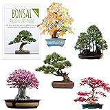 Semillas exóticas de Bonsai con alta tasa de germinación - Juego de Semillas de Plantas para su propio árbol de Bonsai (Mezcla de 5 incl. eBook GRATIS) Foto, mejor precio 19,90 € nuevo 2024
