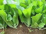 500 Indian Mustard Greens (GAI Choy, GAI Choi) Cabbage Seeds Photo, best price $7.99 ($0.02 / Count) new 2024