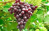 1 Ruby Red Seedless Live Grape Plant - 1-2 Year Old - Pruned & Ready for Planting Photo, best price $15.95 new 2024