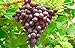 Photo 1 Ruby Red Seedless Live Grape Plant - 1-2 Year Old - Pruned & Ready for Planting
