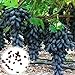 Foto C-LARSS 1 Beutel Schwarze Traubenkerne, Nicht Gentechnisch Veränderte Fruchtbare Vitamine Fruchtsamen Für Die Landwirtschaft Traubenkerne