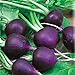Photo Seeds Radish Purple Rare 20 Days Vegetable for Planting Non GMO