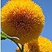 Foto 15 Semillas oso de peluche de la semilla de girasol Helianthus semi enano de jardín Semillas de flor hermosa