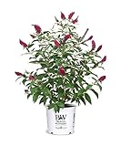 Proven Winner Miss Molly Buddleia 2 Gal, Pink and Red Blooms Photo, best price $42.98 new 2024