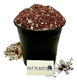 Fat Plants San Diego Premium Cacti and Succulent Soil with Nutrients Photo, best price $22.99 new 2024