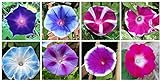 Mixed Color Tall Morning Glory Climbing Vine | 150 Seeds to Plant | Beautiful Flowering Vine. Made in USA, Ships from Iowa Photo, best price $7.29 new 2024