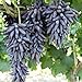 Foto Oce180anYLVUK Traubenkerne, 1 Beutel Fruchtbare Schwarze, Reiche Fruchtsamen GVO-freie Traubenkerne Pro Garten Traubenkerne