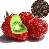 Frische Fruchtsamen mit 500Pcs seltene Erdbeere Kiwi Samen Süße Früchte Yard Bonsai Garten Balkon Pflanze zum Pflanzen Garten Yard Home Landschaftsbau Foto, bester Preis 0,01 € neu 2024