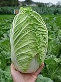 Seeds Peking Napa Cabbage Heirloom Vegetable for Planting Non GMO Photo, best price $8.99 new 2024