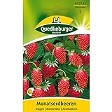 Erdbeeren, Monatserdbeeren Rügen, Fragaria vesca, ca. 100 Samen Foto, bester Preis 2,49 € neu 2024