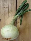 Gemüsezwiebel 'Globo' (Allium cepa) 100 Samen Zipolle Küchenzwiebel Speisezwiebel Bolle Foto, bester Preis 3,45 € neu 2024
