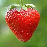 Erdbeeren Ampel Erdbeeren Samen Foto, bester Preis 2,70 € neu 2024