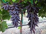 Dichondra 70pcs Purple Finger Grape Fruit Seeds Photo, best price $14.99 new 2024