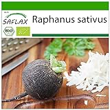 SAFLAX - Ecológico - Rábano - Español Negro - 100 semillas - Con sustrato estéril para cultivo - Raphanus sativus Foto, mejor precio 4,45 € nuevo 2024