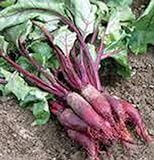 Beets, Cylindra, Heirloom, 100 Seeds, Tender N Sweet, Cylindrical Shape Photo, best price $2.99 ($0.03 / Count) new 2024