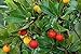 Photo 50+ Strawberry Tree Seeds - Arbutus unedo - Non-GMO Seeds, Grown and Shipped from Iowa. Made in USA