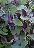 TROPICA - Andalusische Gespensterpflanze (Aristolochia baetica) - 10 Samen Foto, bester Preis 3,25 € neu 2024