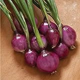 David's Garden Seeds Onion Long-Day Purplette 8374 (Purple) 200 Non-GMO, Open Pollinated Seeds Photo, best price $4.45 new 2024