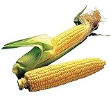 Burpee Illini Xtra Sweet Sweet Corn Seeds 200 seeds Photo, best price $7.28 new 2024