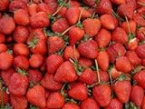 Erdbeeren 1500+ Samen *Großfruchtig/Süß/Wohlschmeckend* -Super Ertrag und Winterhart- Foto, bester Preis 12,99 € neu 2024