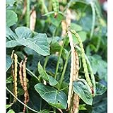 Dixie Lee Crowder Pea Seeds (40 Seed Pack) Photo, best price $4.69 new 2024