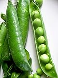 Pea Little Marvel Great Heirloom Vegetable 1,200 Seeds by Seed Kingdom Photo, best price $11.95 new 2024