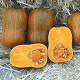 Honeynut Squash Seeds - Grow from The Same Seeds As Farmers - Packaged and Sold by Harris Seeds / Garden Trends - Harris Seeds: Supplying Growers Since 1879 - USDA Certified Organic - 50 Seeds Photo, best price $7.20 new 2024