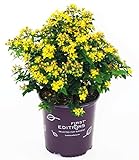 First Editions - Hypericum inodorum Red Star (St. Johns Wort) Shrub, red fruit, #2 - Size Container Photo, best price $32.99 new 2024