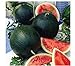 Photo Watermelon, Black Diamond, Heirloom, 25 Seeds, Super Sweet Round Melon