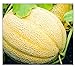 Photo 50 Hales Best Jumbo Cantaloupe | Non-GMO | Fresh Garden Seeds